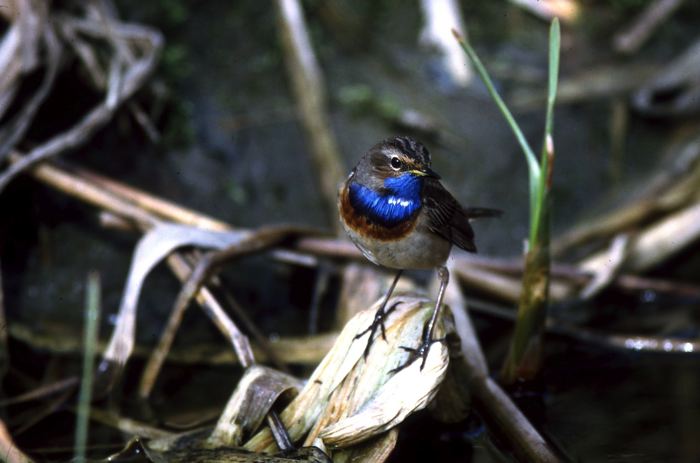 Luscinia svecica ssp. cyanecula